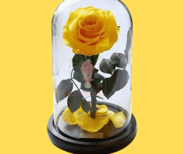 Rosas preservadas e inmortalizadas en cali Floristerias en cali (1)