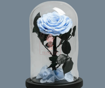 Rosas preservadas e inmortalizadas en cali Floristerias en cali (3)