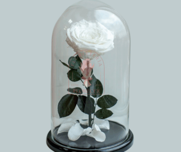 Rosas preservadas e inmortalizadas en cali Floristerias en cali (5)