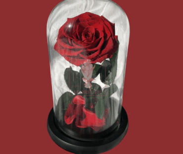 Rosas preservadas e inmortalizadas en cali Floristerias en cali (8)